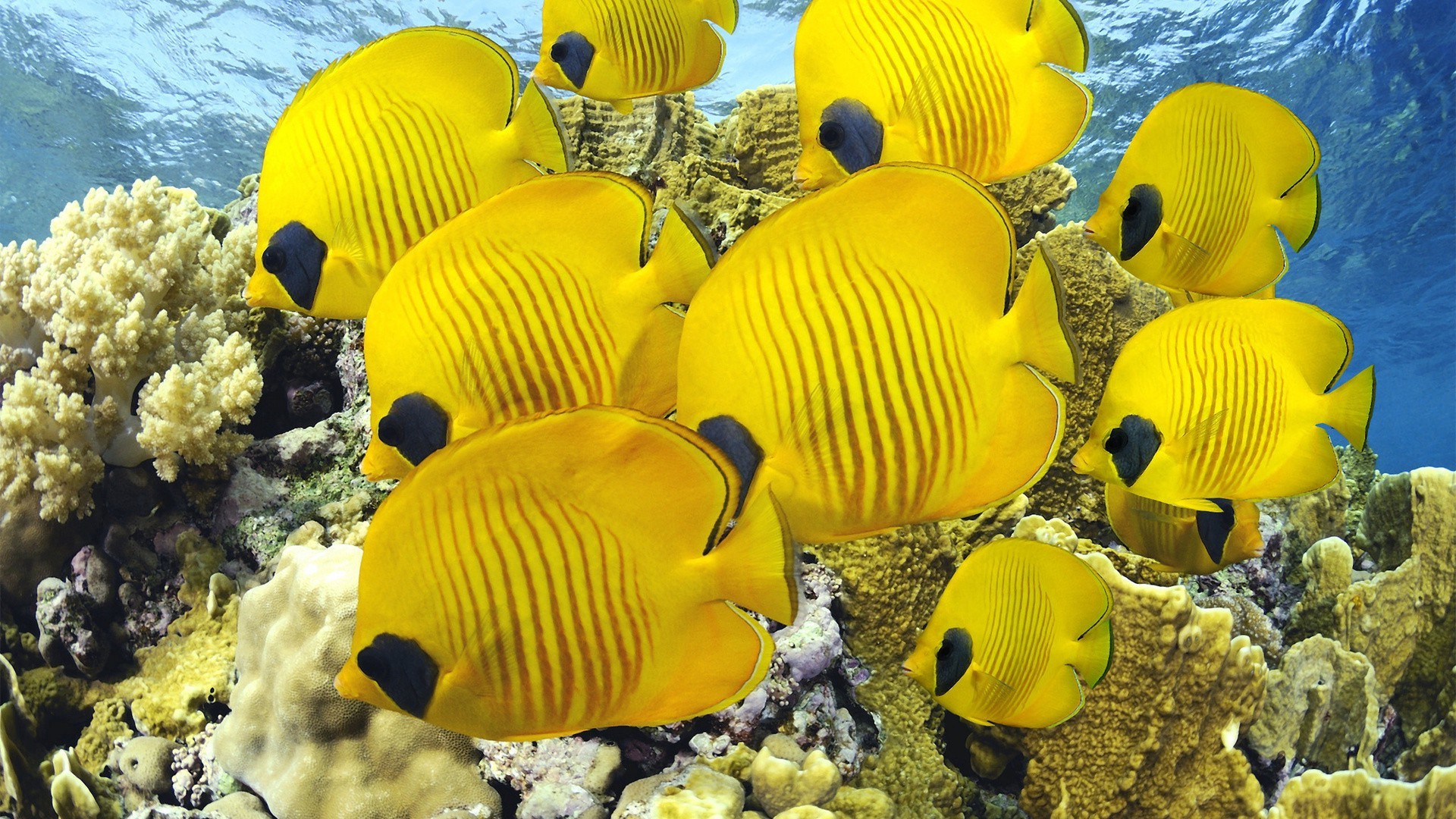 tiere unterwasser wasser natur tropisch farbe ozean fische im freien reisen desktop urlaub