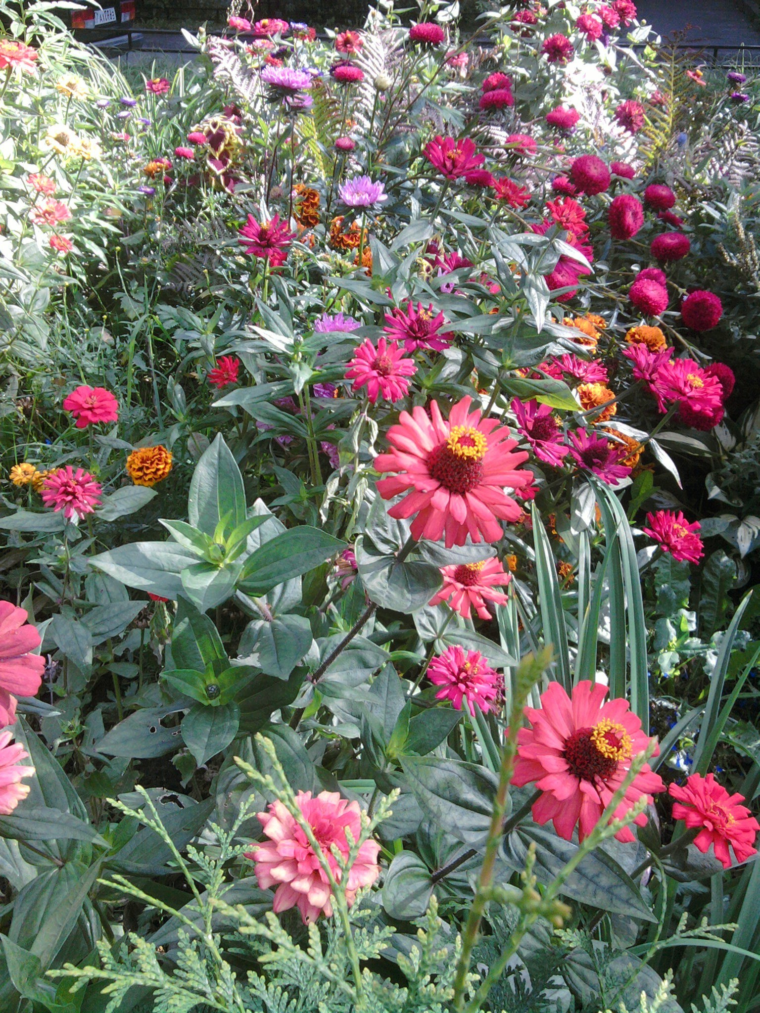 flores flor jardín flora naturaleza verano floración floral hoja pétalo color botánico estación crecimiento rosa decoración brillante perenne al aire libre ramo