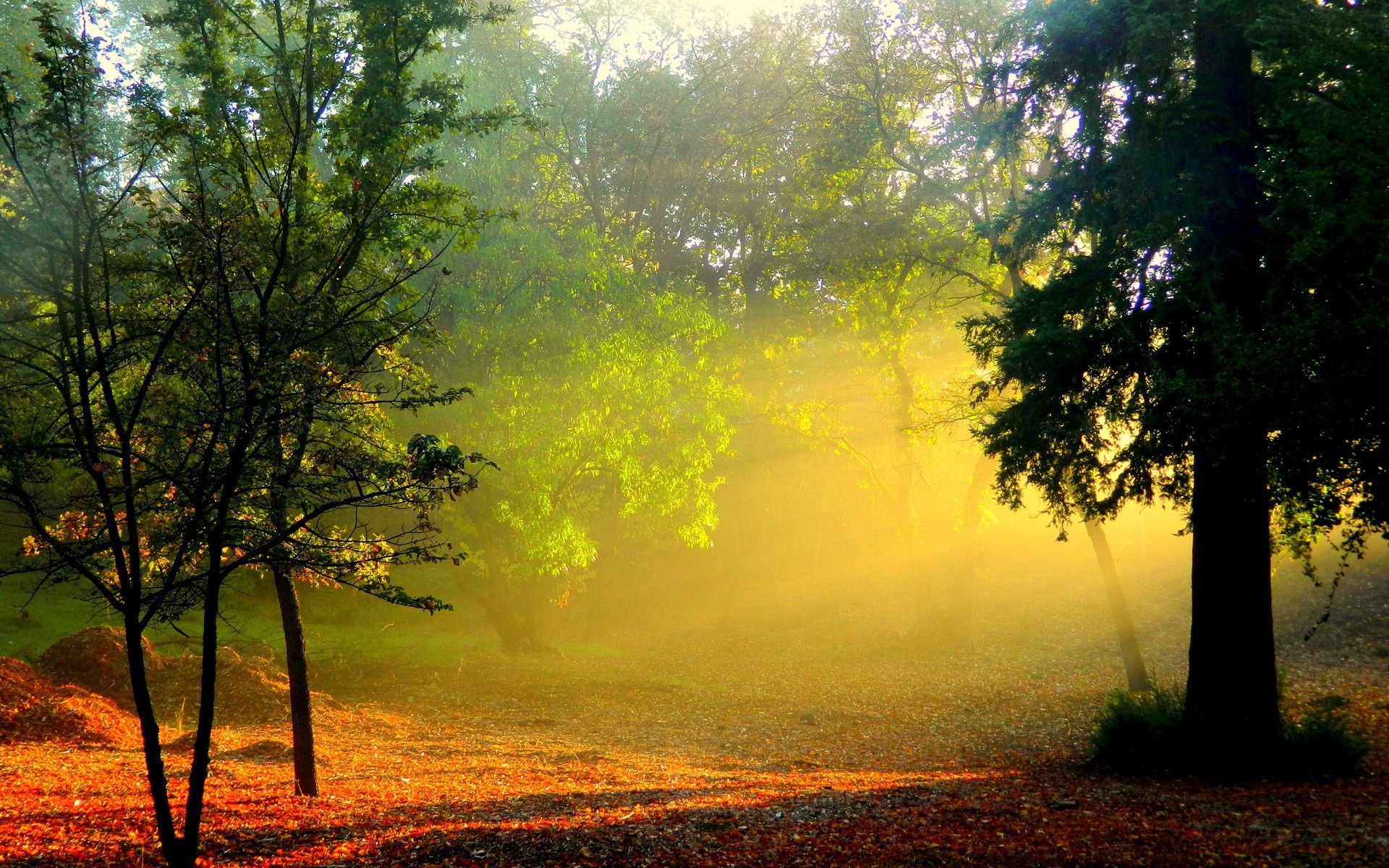 autumn dawn tree landscape mist wood fog nature sun leaf fall fair weather sunset backlit park countryside outdoors sunbeam summer light