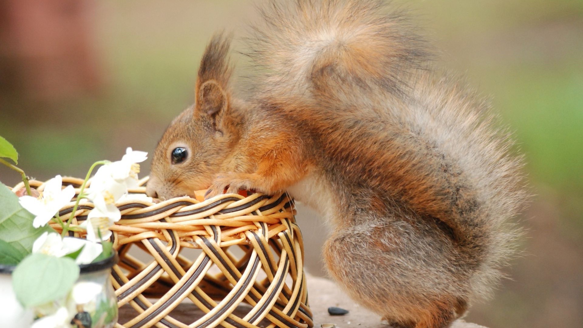 scoiattolo scoiattolo fauna selvatica mammifero roditore natura sveglio pelliccia piccolo lanuginoso animale dado pasqua