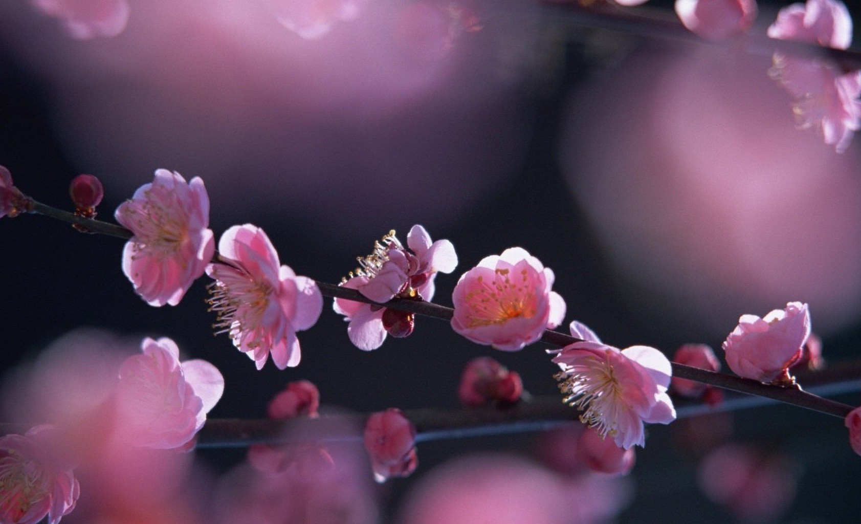 printemps fleur cerise branche nature jardin flore copain arbre bluming pétale couleur pomme tendre pêche flou beau pâques feuille floral