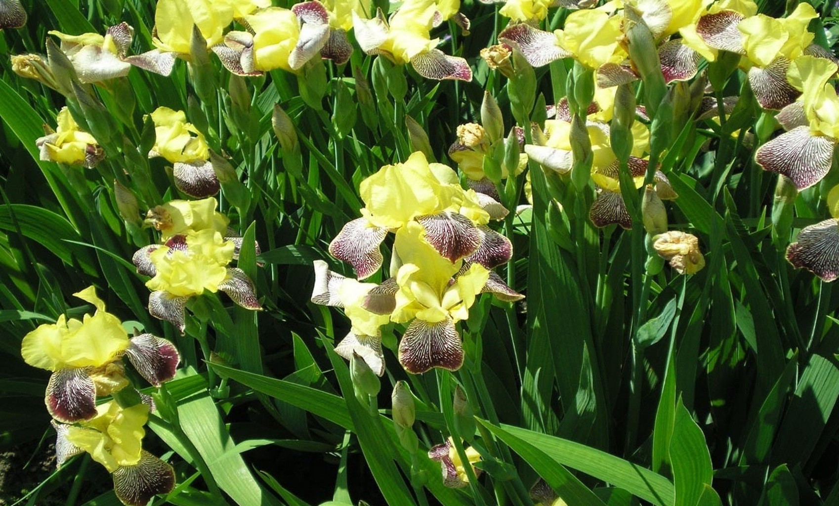 flowers flower flora garden nature floral blooming leaf petal field summer grass color season bright tulip park bulb bud vibrant hayfield