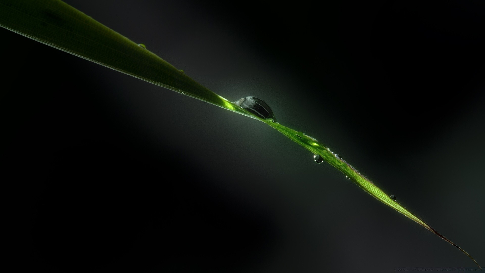 gotas y agua rocío lluvia hoja caída crecimiento naturaleza gotas flora pureza jardín color