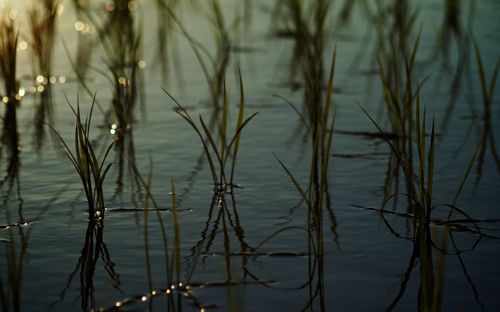 gouttelettes d eau aube réflexion eau lac coucher de soleil nature reed rivière mars à l extérieur soleil paysage beau temps bois marais soir lumière herbe ciel