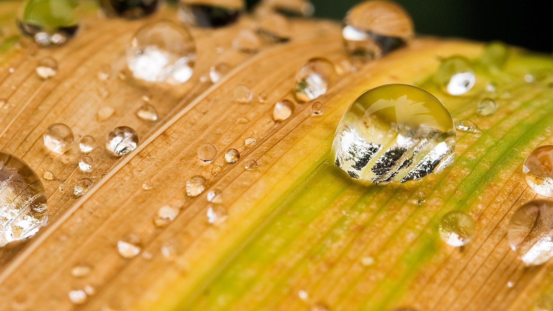 gotas y agua gota mojado agua madera escritorio saludable lluvia rocío primer plano naturaleza hoja pureza flora limpio frescura color