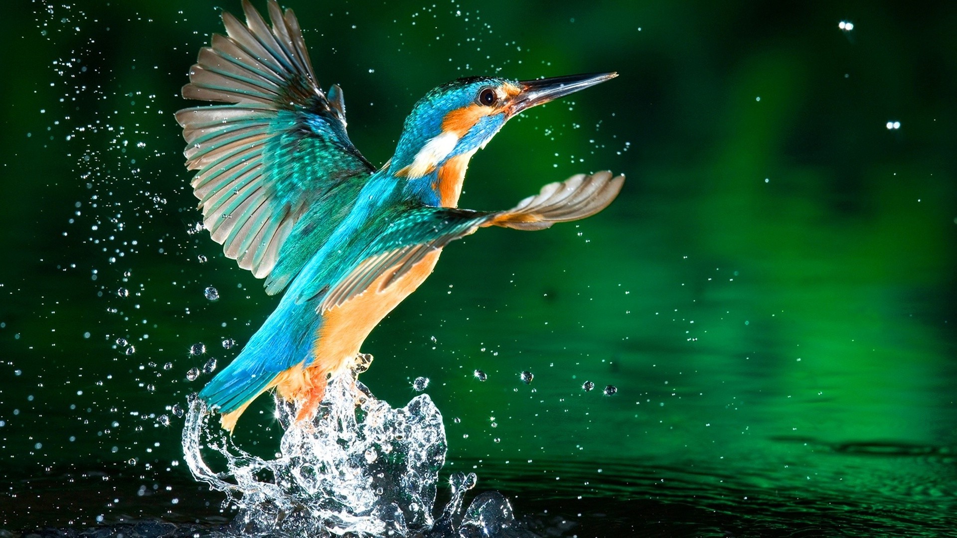 animali uccello fauna selvatica acqua natura animale pesce volare becco lago