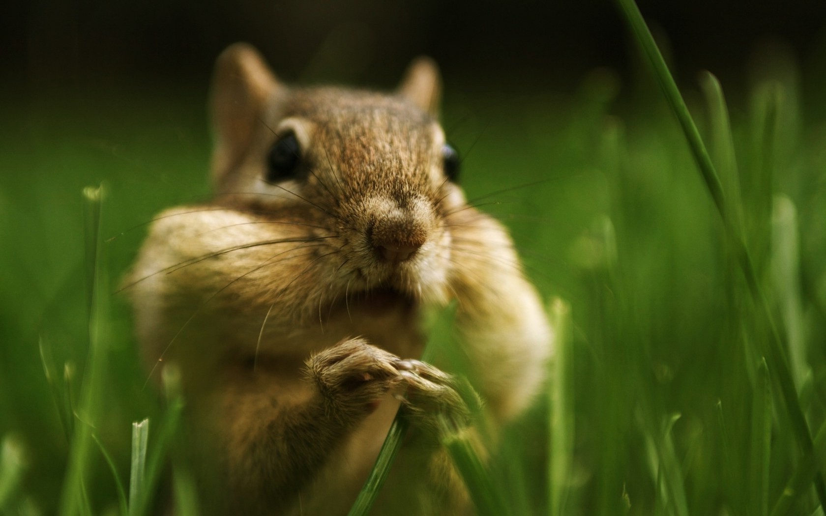 scoiattolo roditore scoiattolo fauna selvatica mammifero natura piccolo sveglio erba animale pelliccia