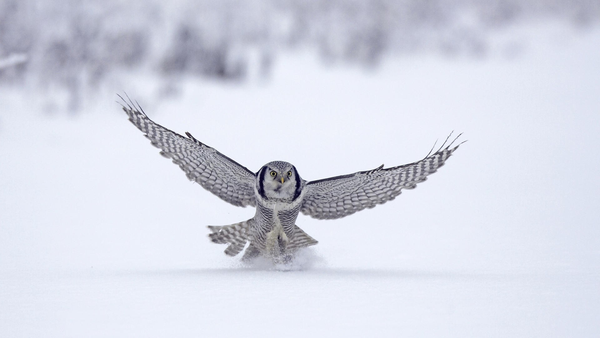 animals bird snow raptor winter eagle hawk owl falcon feather wildlife flight cold nature fly wing prey predator animal outdoors