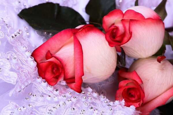 Romantic image with roses