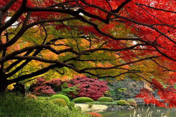 Autumn tree among the autumn forest