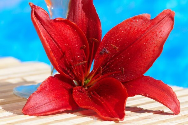 Red Lily close-up