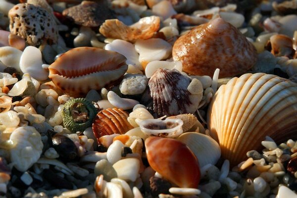 Photos of seashells on the seashore