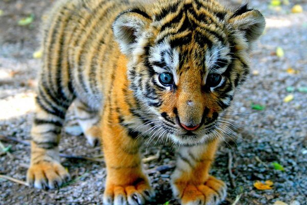 Oh, lo que encontré. Un cachorro de tigre con una mirada sorprendida