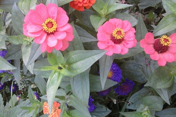 Garden flowers. Pink zinnias in the garden