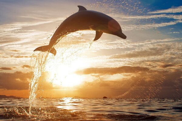 Dolphin s ébattant à l aube