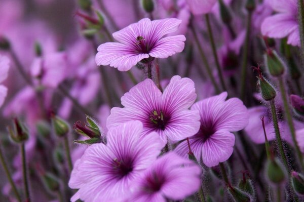 Flores moradas con vegetación en macro