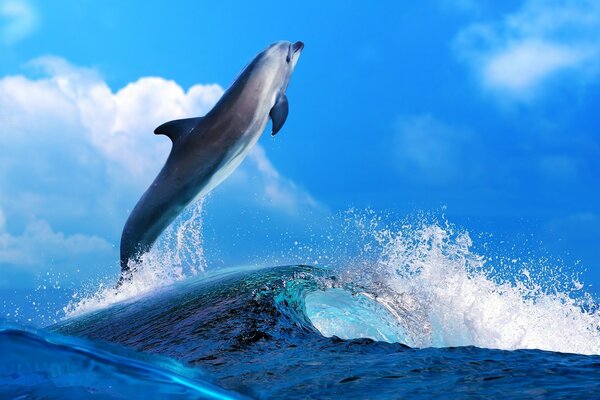 Dolphin jumping out of the sea wave