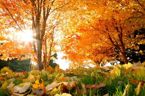 Il sole splende attraverso la foresta autunnale