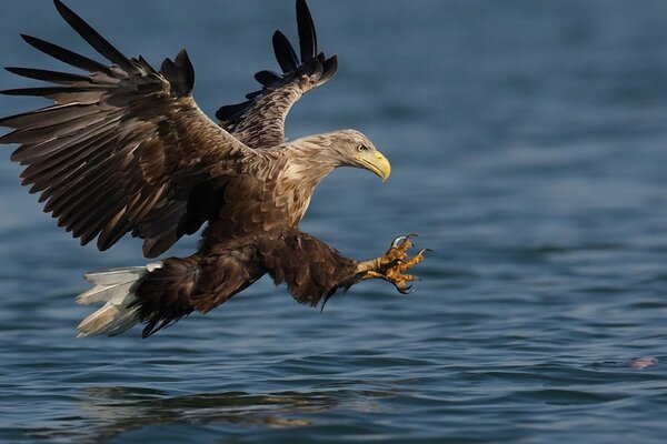 Un falco che si tuffa verso la superficie dell acqua