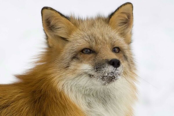 A fox with a snow-covered chin in winter