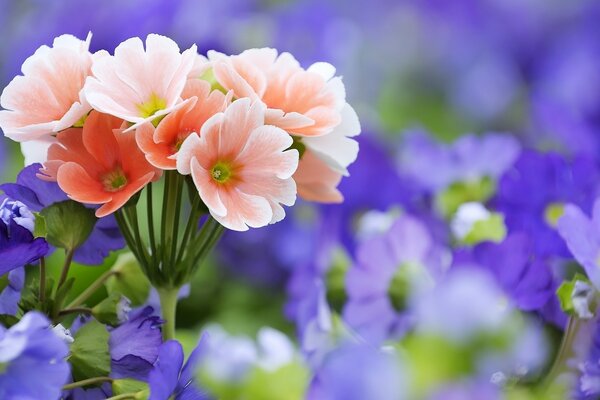 Ein Busch von orangefarbenen Blüten vor dem Hintergrund vieler lila Blüten