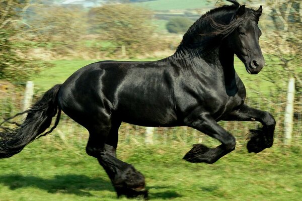 A black stallion runs through a green meadow