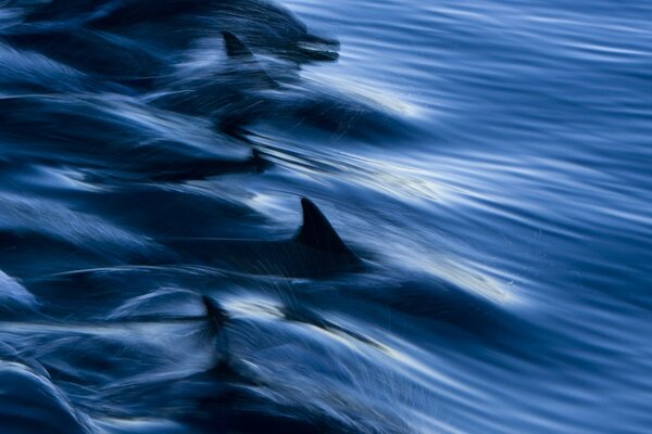 Animales agua océano naturaleza mar