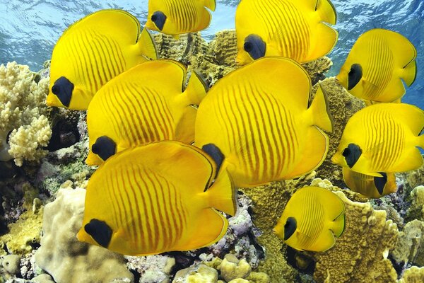 Peixes amarelos no mar ou no oceano