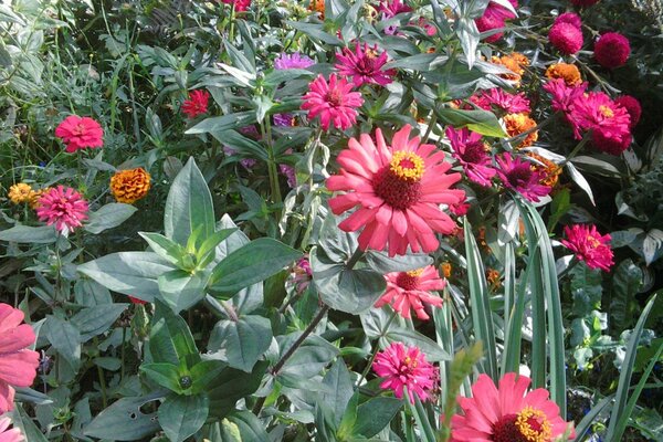 Flowers flower garden flora nature