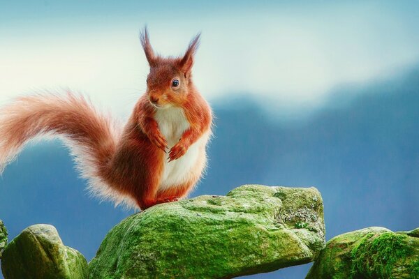 The red squirrel stands and looks