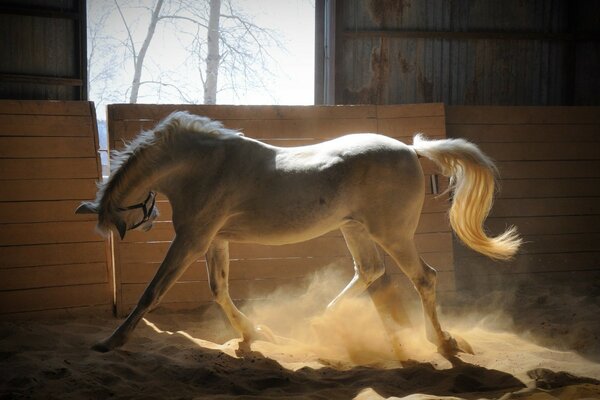 Un magnifico cavallo da corsa. Cavallo bianco come la neve. Un cavallo vivace. Ippica. Ippica