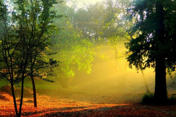 Autumn Landscape misty dawn