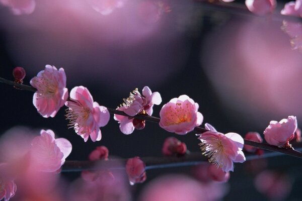 Sakura floreció sus irreal-hermosas pequeñas flores