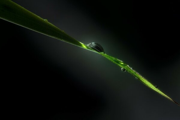 Escargot sur une branche verte