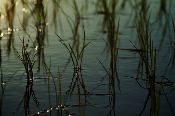 Marsh grass growing in water