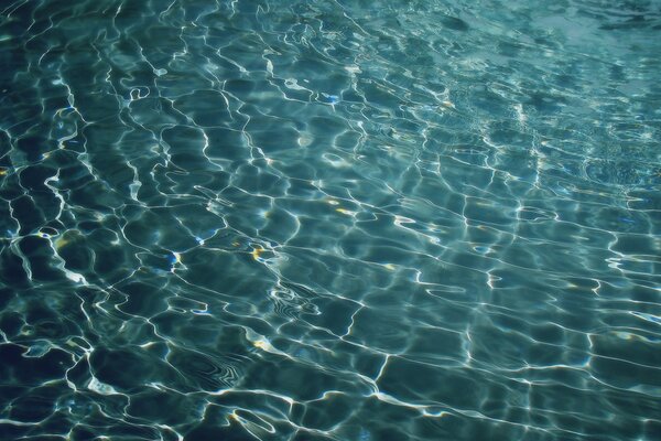 Reflection of the pool as a new plant