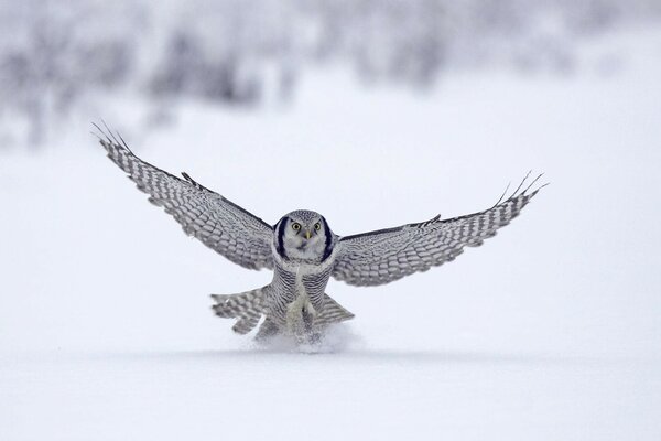 Hibou blanc sur fond de neige blanche. Envergure. Vol créatif