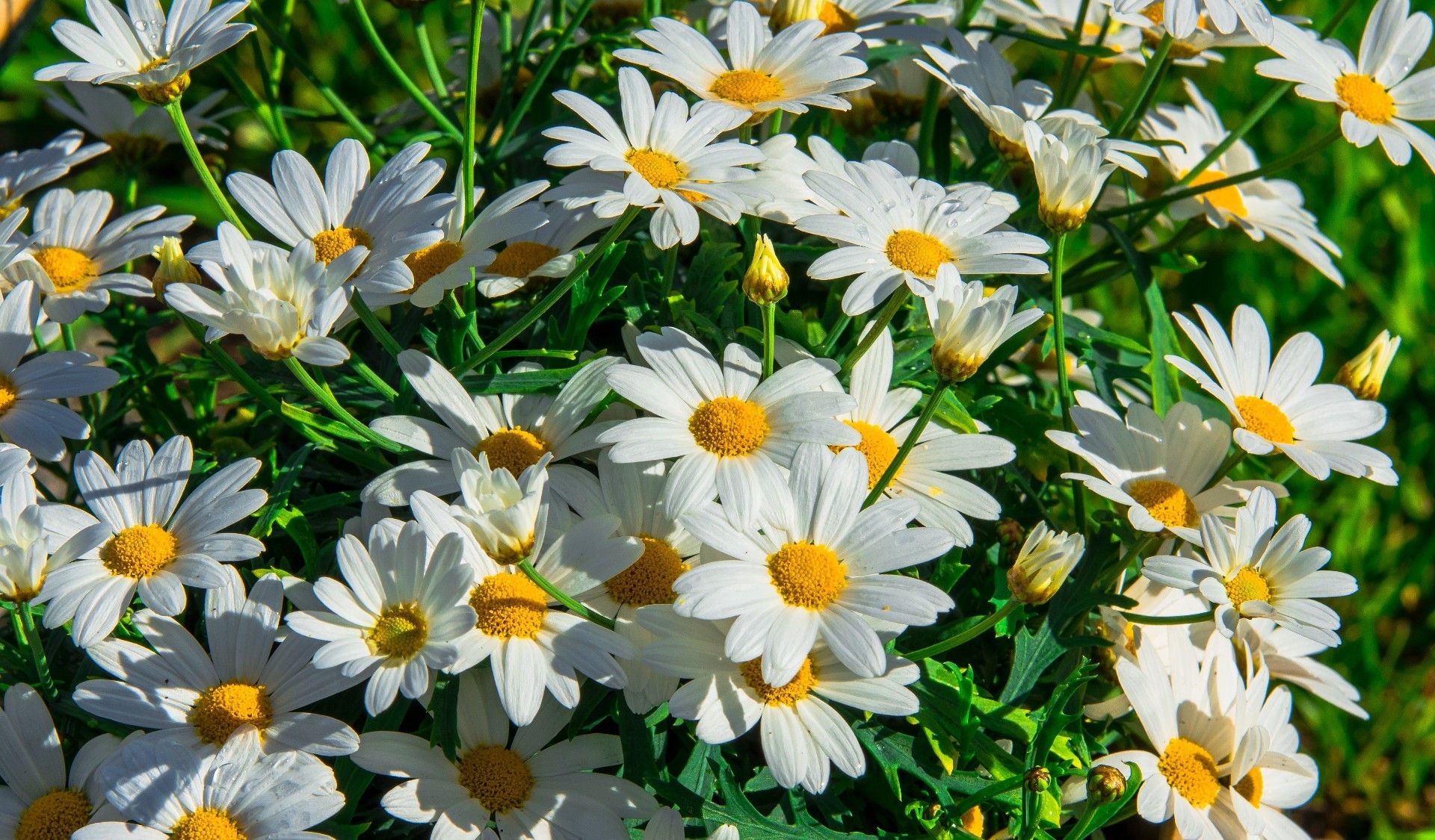 chamomile flower nature summer garden flora leaf blooming floral petal bright color grass beautiful season outdoors fair weather growth hayfield