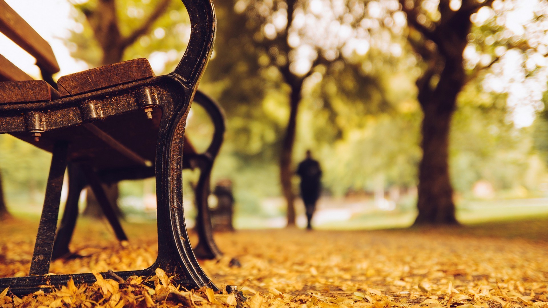 feuilles automne bois arbre parc nature à l extérieur banc feuille or