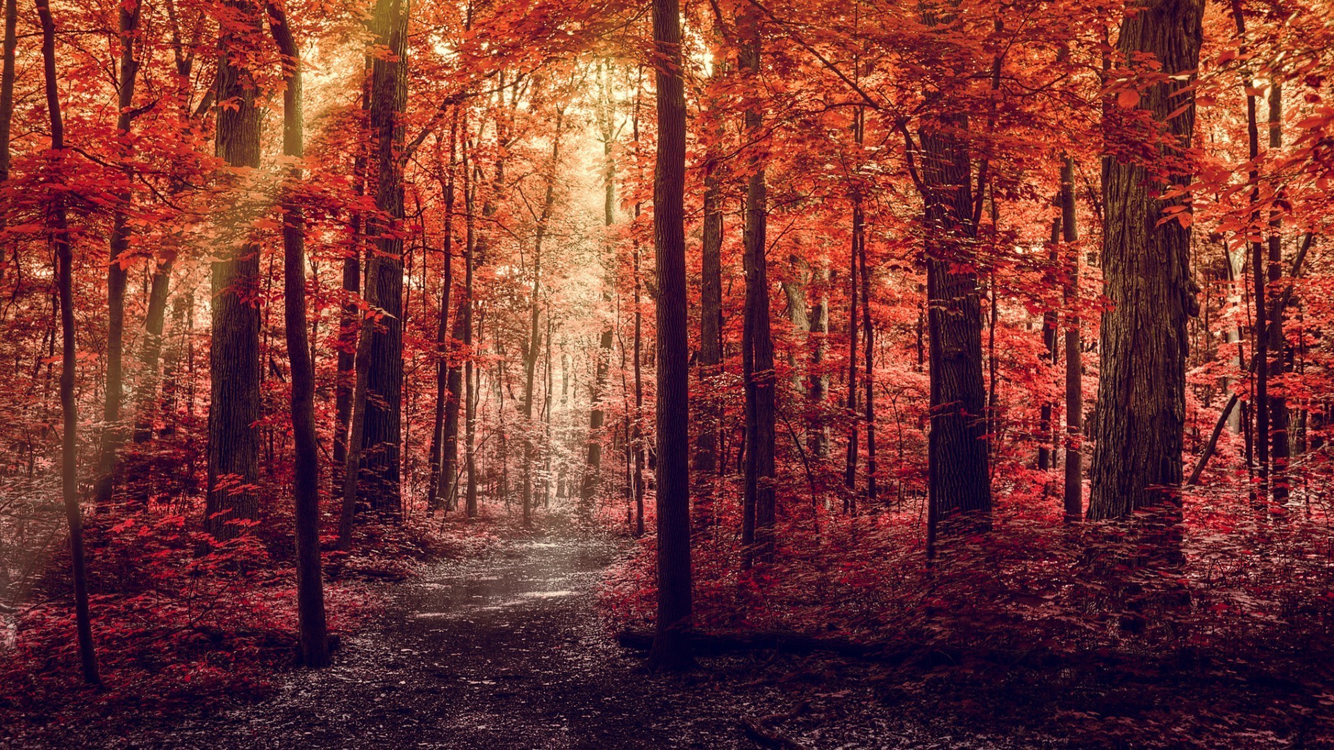 coucher de soleil et aube automne feuille arbre bois mystère lumière paysage