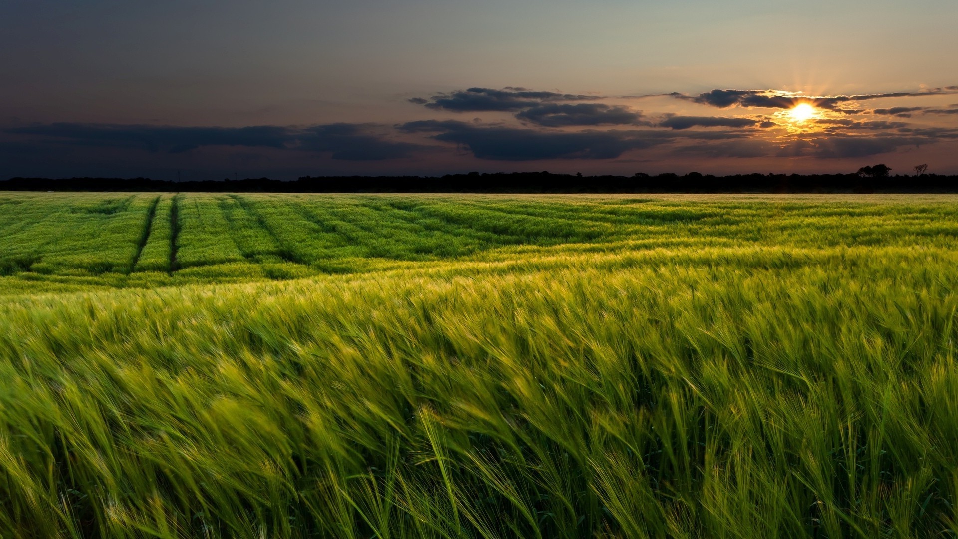 tramonto e alba cereali campo rurale grano pascolo agricoltura fattoria campagna sole raccolto mais terreno agricolo paesaggio erba paese cielo crescita bel tempo natura