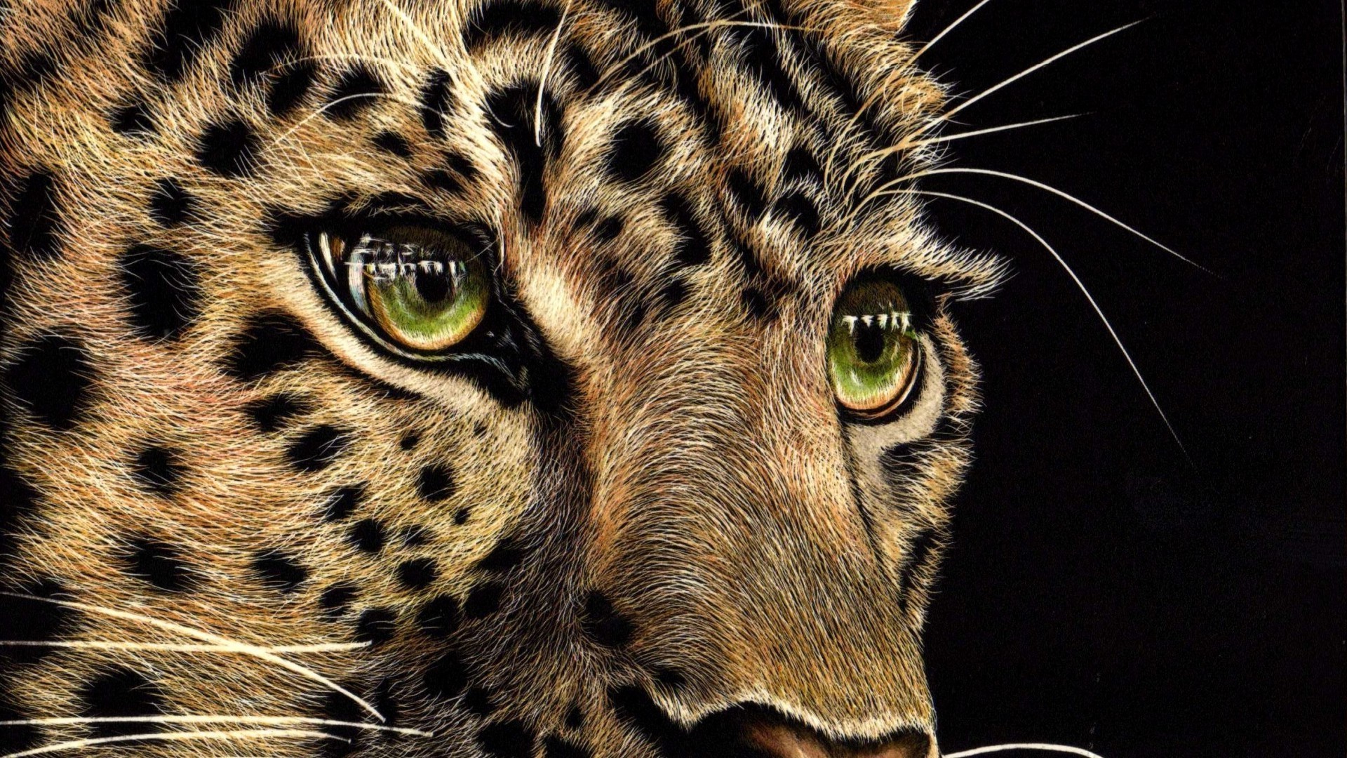 leopardos gato mamífero animal vida silvestre piel zoológico tigre depredador retrato leopardo salvaje ojo safari naturaleza grande carnívoro