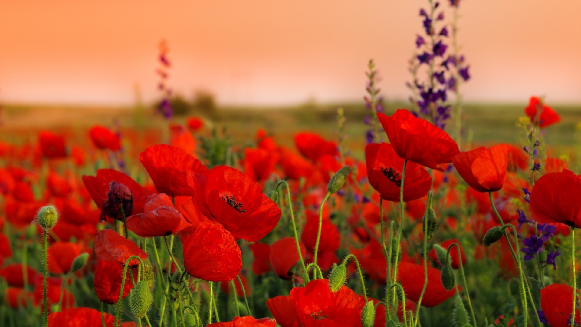 field of flowers poppy nature flower field summer flora garden rural floral outdoors blooming grass hayfield color bright sun leaf fair weather petal