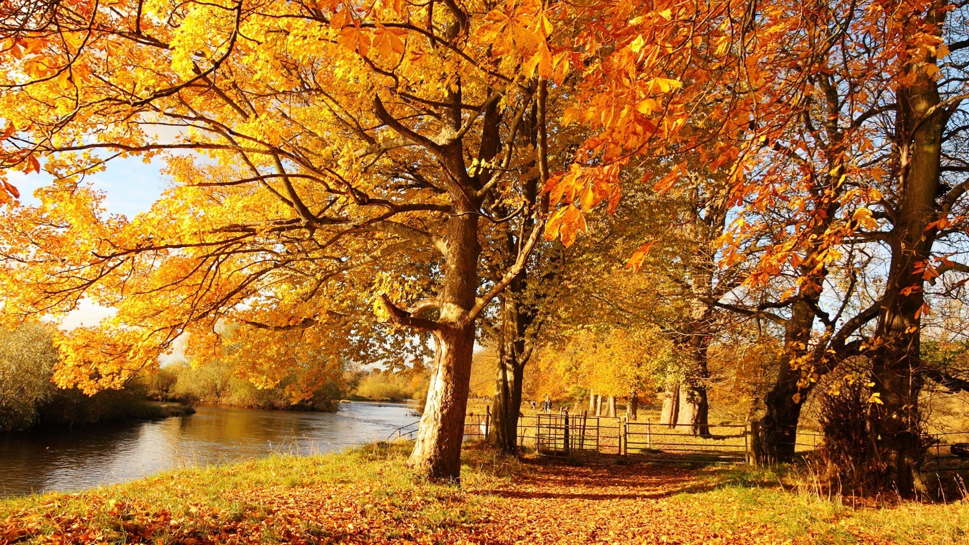 rivières étangs et ruisseaux étangs et ruisseaux automne feuille arbre érable saison paysage parc bois branche or nature pittoresque ruelle paysage scène environnement beau temps lumineux campagne