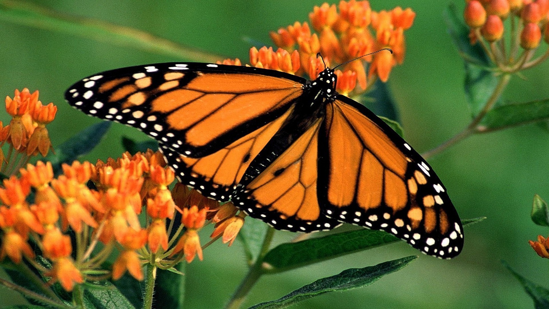 animales mariposa insecto naturaleza monarca invertebrados flor al aire libre verano delicado ala jardín vida silvestre lepidópteros hoja color metamorfosis biología brillante polilla