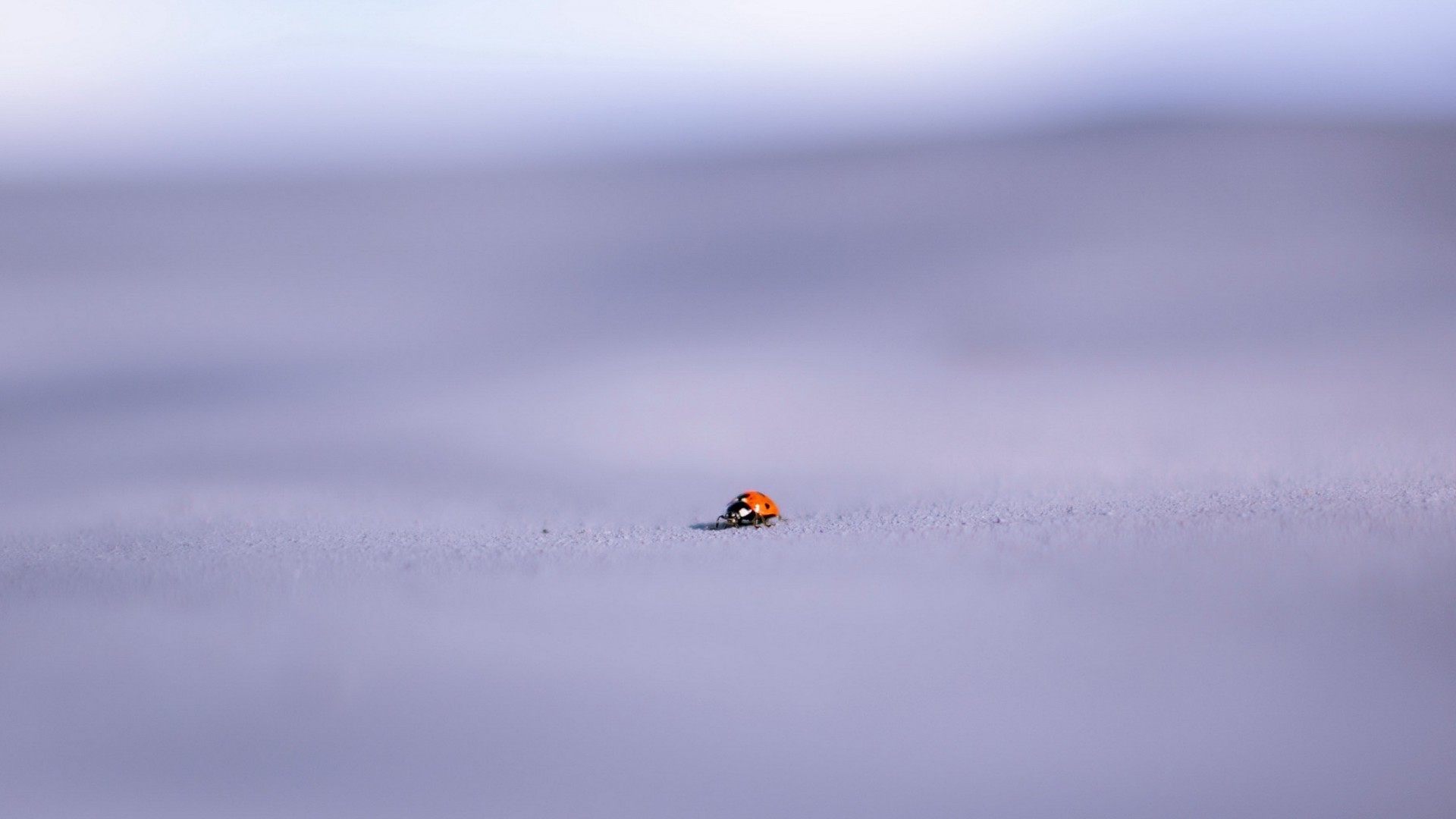 insectos nieve invierno naturaleza al aire libre cielo agua frío desenfoque acción