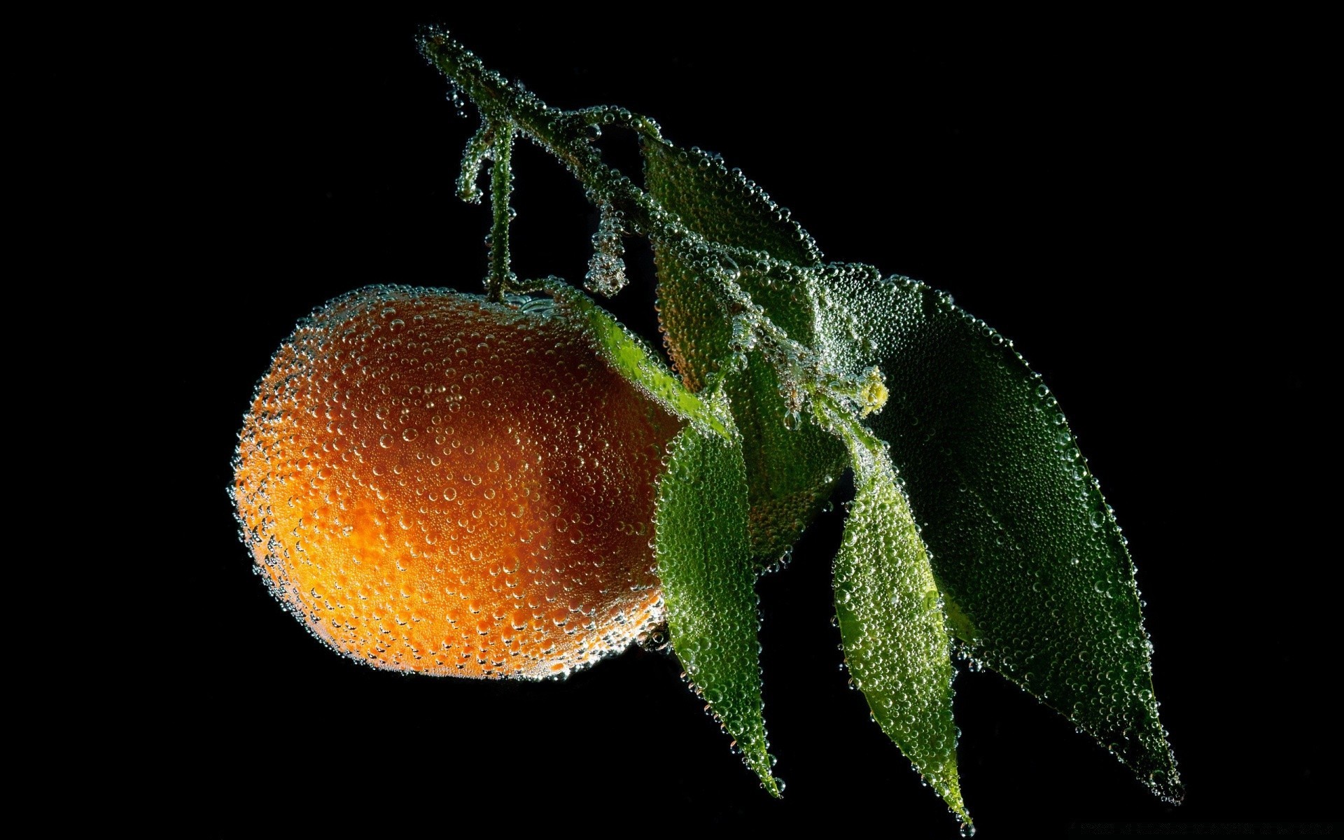 gouttelettes d eau invertébrés fruits nourriture feuille grandir nature biologie un flore