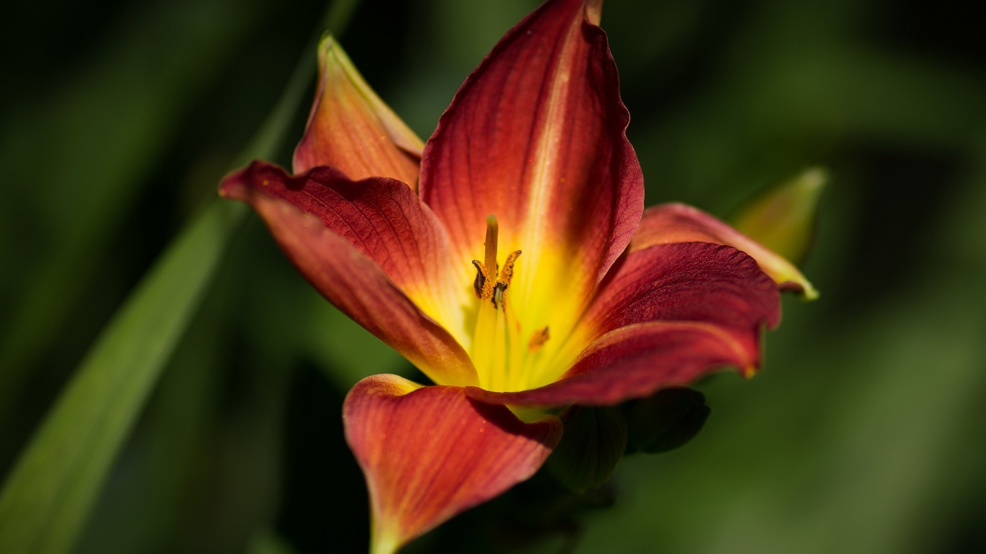 gros plan fleur nature flore feuille jardin lily à l extérieur pétale couleur flou