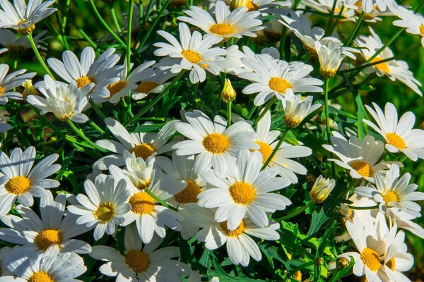 Campo de manzanilla. Hermosas flores blancas