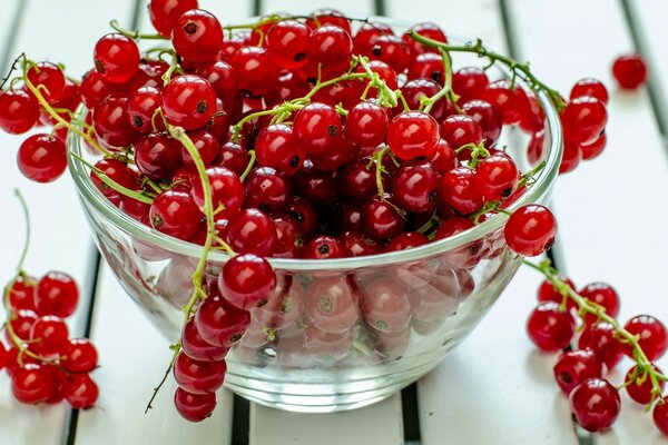 The red currant is begging to eat it